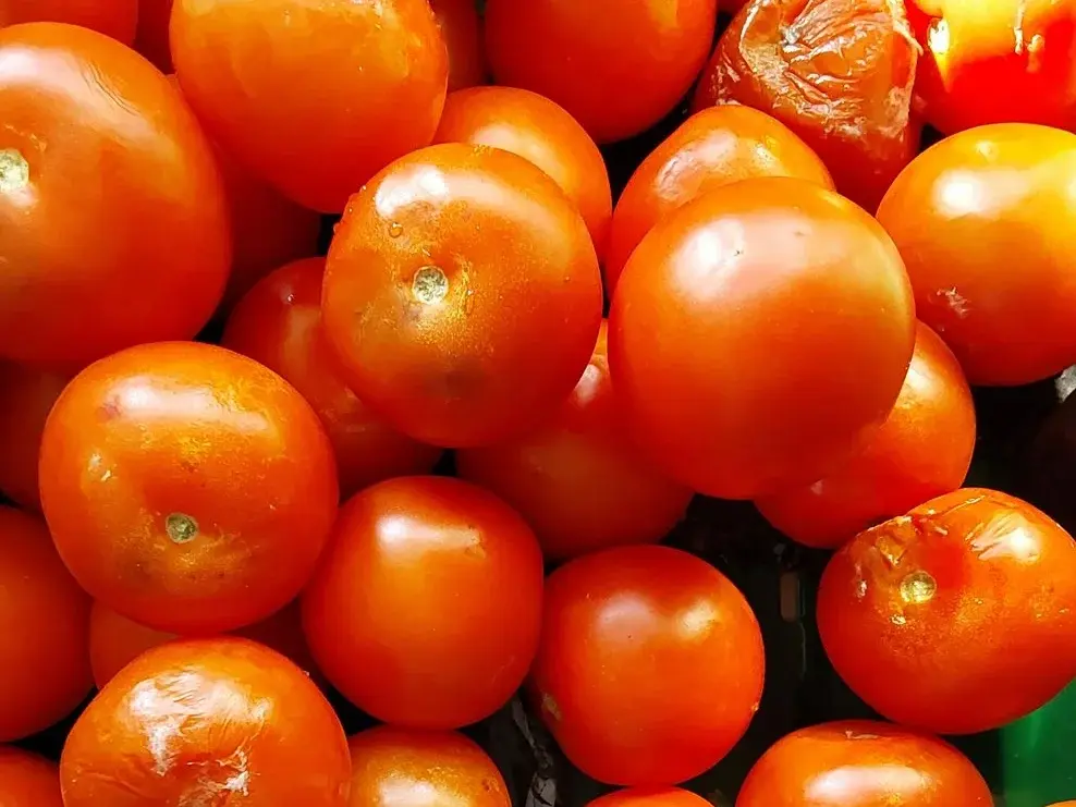 Tomaten für die Warenausgabe der Tafel Höchberg